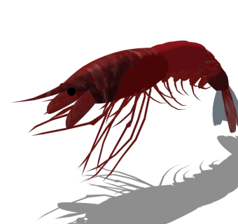 精品动物模型 龙虾 (2)